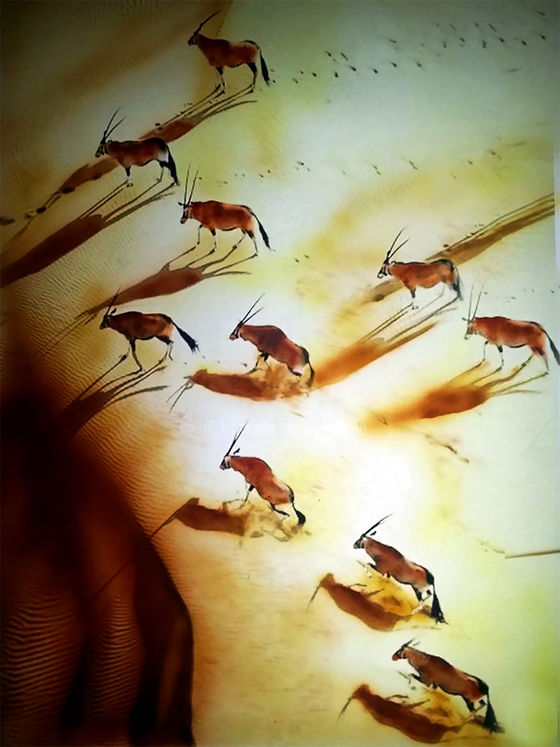gazelles migration